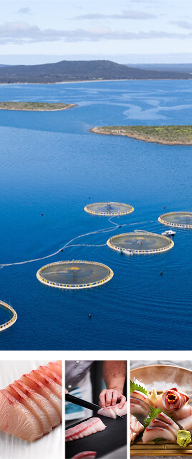 Clean Seas Sustainable Seafood(净海可持续海产公司)