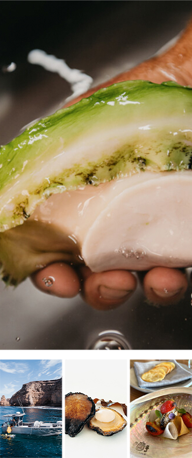 Eyrewoolf Abalone(艾尔沃夫鲍鱼公司)