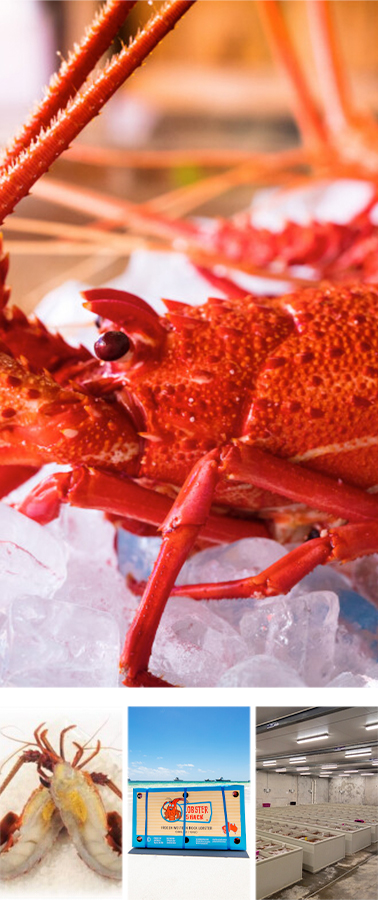 Indian Ocean Rock Lobster Pty Ltd(印度洋岩龙虾公司)