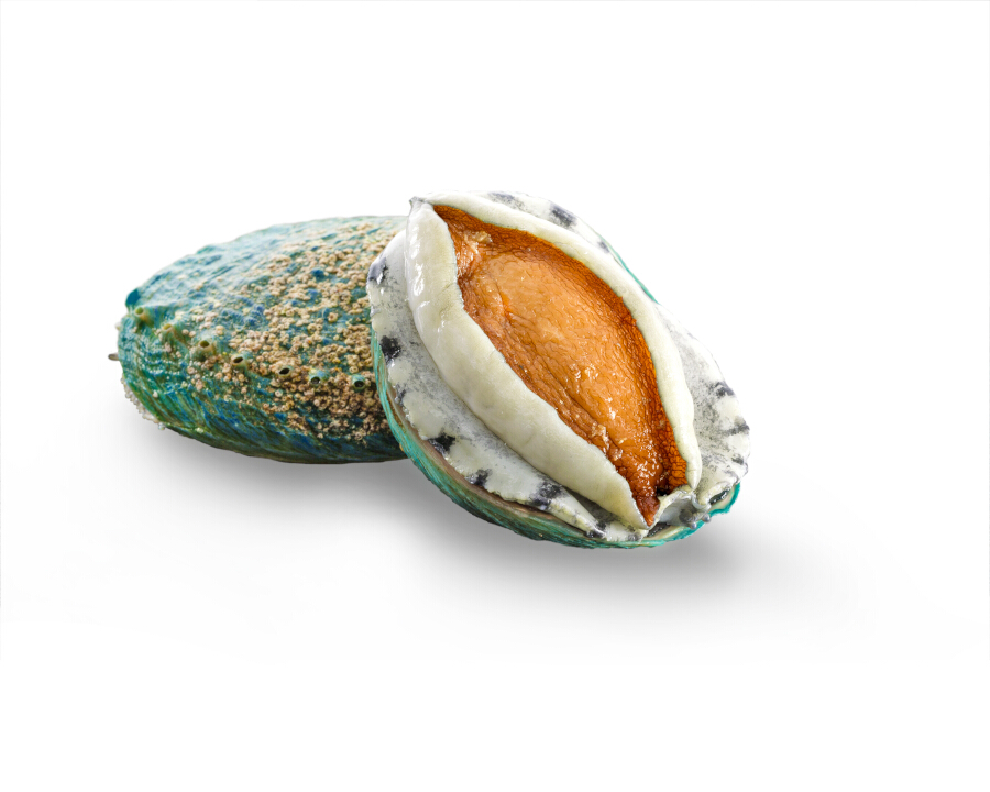 Jade Tiger Abalone Pty Ltd 5 JTA hero photo