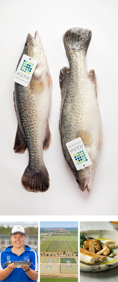 Aquna – Murray Cod Australia(澳大利亚马瑞鳕鱼)
