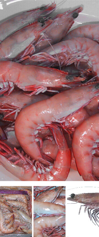 Australian Ocean King Prawn Co(澳大利亚海王大虾公司)
