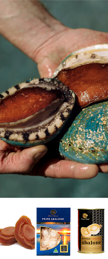 Ocean Road Abalone(海洋路鲍鱼)