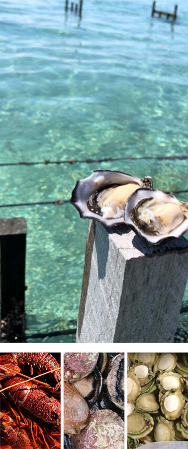 Pearl Seafood Exports(珍珠海鲜出口)
