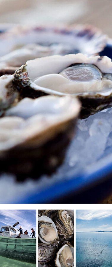 Pristine Oyster Farm(普利斯汀生蚝养殖场)