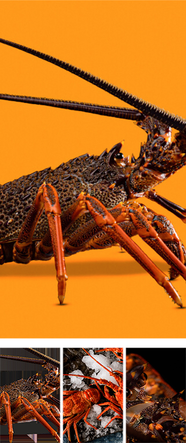 Salco (South Australian Lobster Company)(南澳州龙虾公司)