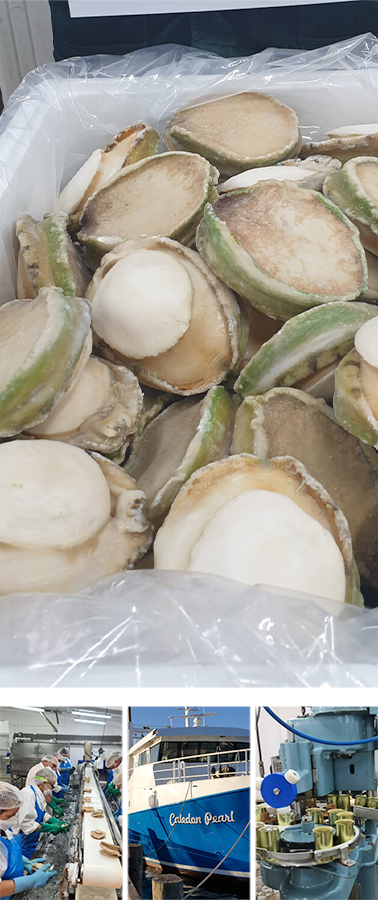 Tasmanian Seafoods Pty Ltd(塔斯马尼亚海产食品公司)