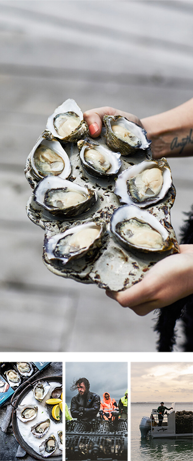 Tasmanian Oyster Co(塔斯马尼亚州生蚝公司)