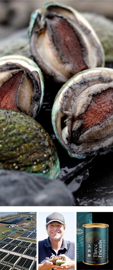 Three Friends Abalone(三仙鲍)
