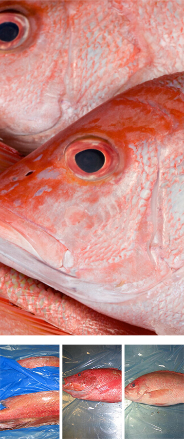 Australia Bay Seafoods(澳大利亚湾海产食品公司)
